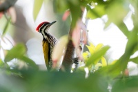 Datel zlatohrbety - Dinopium javanense - Common Flameback o3594